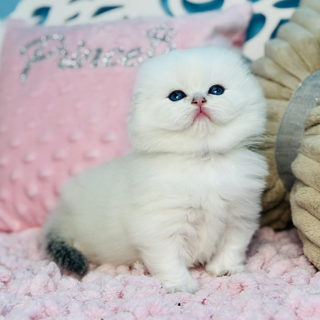 Iriska Scottish Fold female, black silver shaded pointed