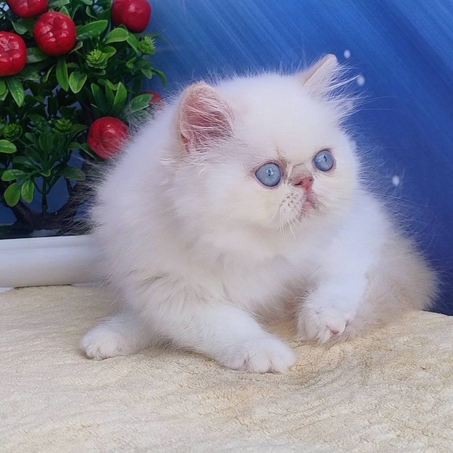 Saffi Persian female, cream pointed