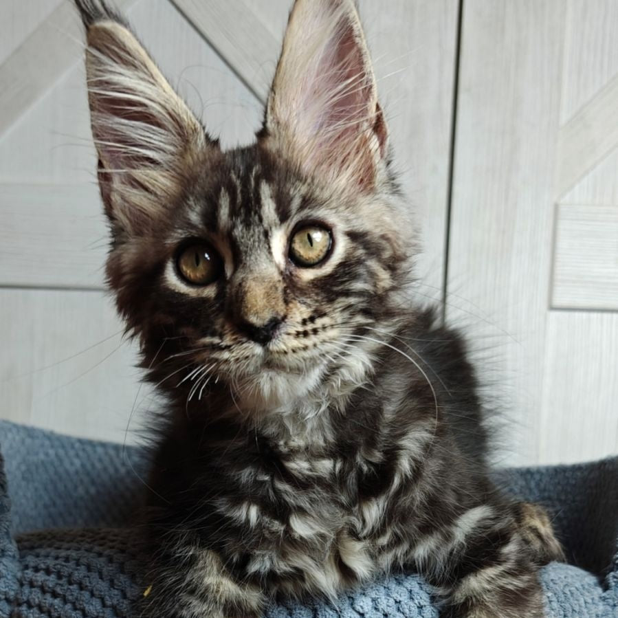 Zorro Maine Coon polydactyl 6x6x6x6 male, black silver tabby