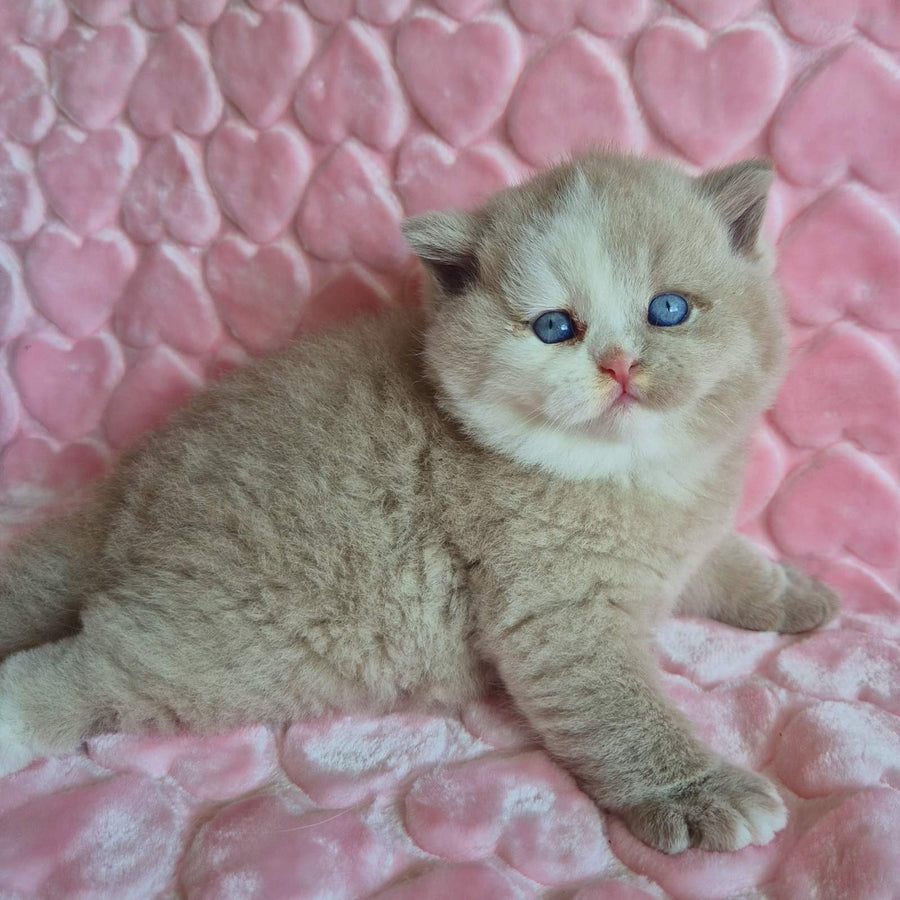 Gummy British Shorthair male, fawn with white
