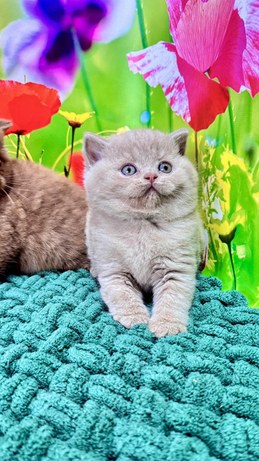 Erika British Shorthair female fawn - live animals