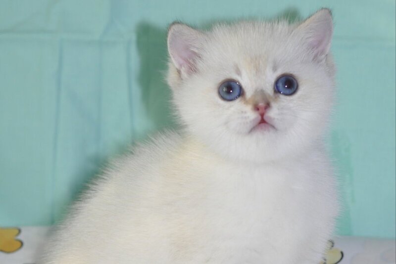 Limon British Shorthair male black golden shaded pointed - live animals