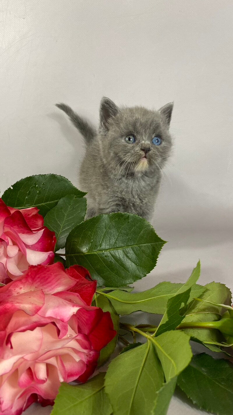 Adel British Shorthair female blue with white - live animals