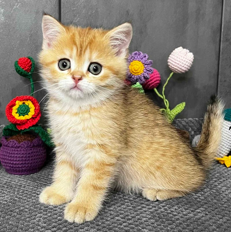 Jenny Scottish Straight female black golden spotted tabby live animals