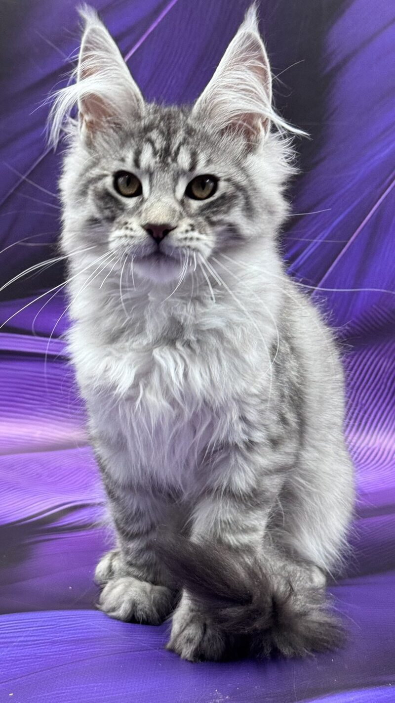Marcel Maine Coon male, black silver tabby