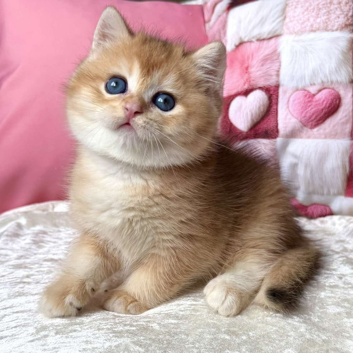 Fantic British Shorthair male, black golden chinchilla
