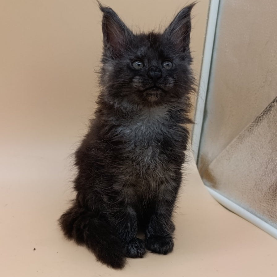 Odin Maine Coon male, black silver