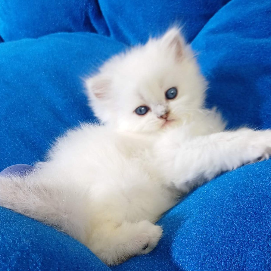 Coco Scottish Straight female, black silver shaded pointed