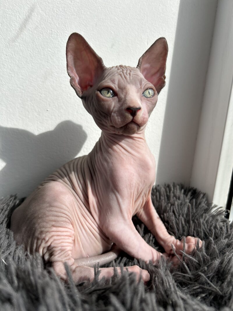 Stich Canadian Sphynx male, black