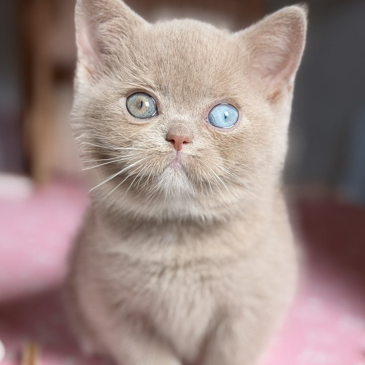 Soleil British Shorthair female, fawn with white