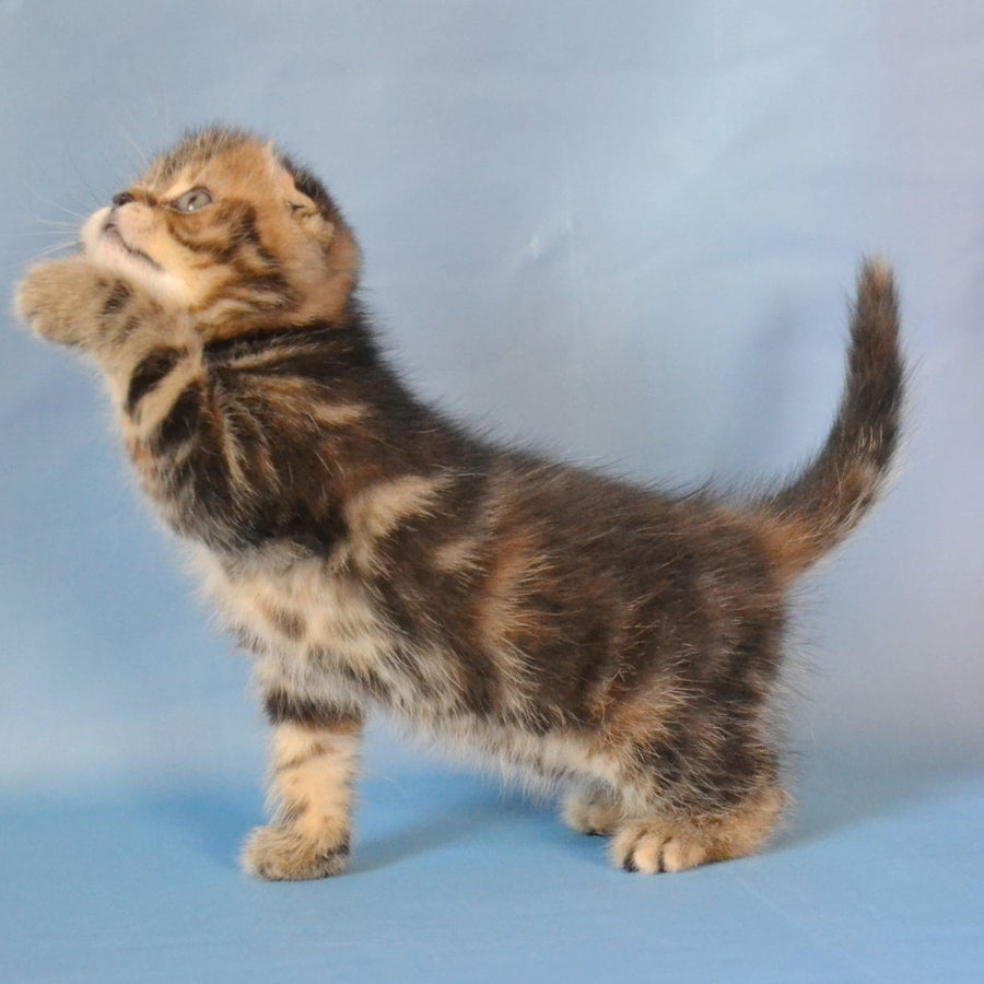 Rumba Scottish Fold female, black tortie tabby