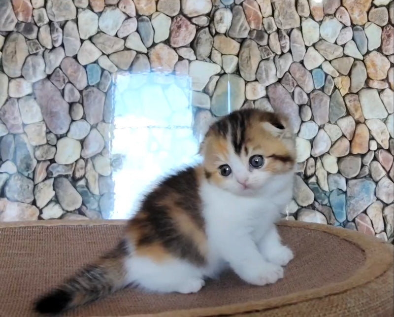 Regina Scottish Fold female black tortie ticked tabby bicolour - live animals