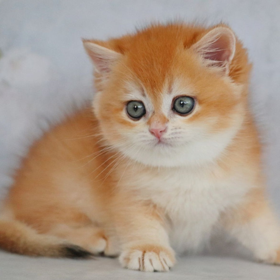 Zakhar British Shorthair male, black golden chinchilla