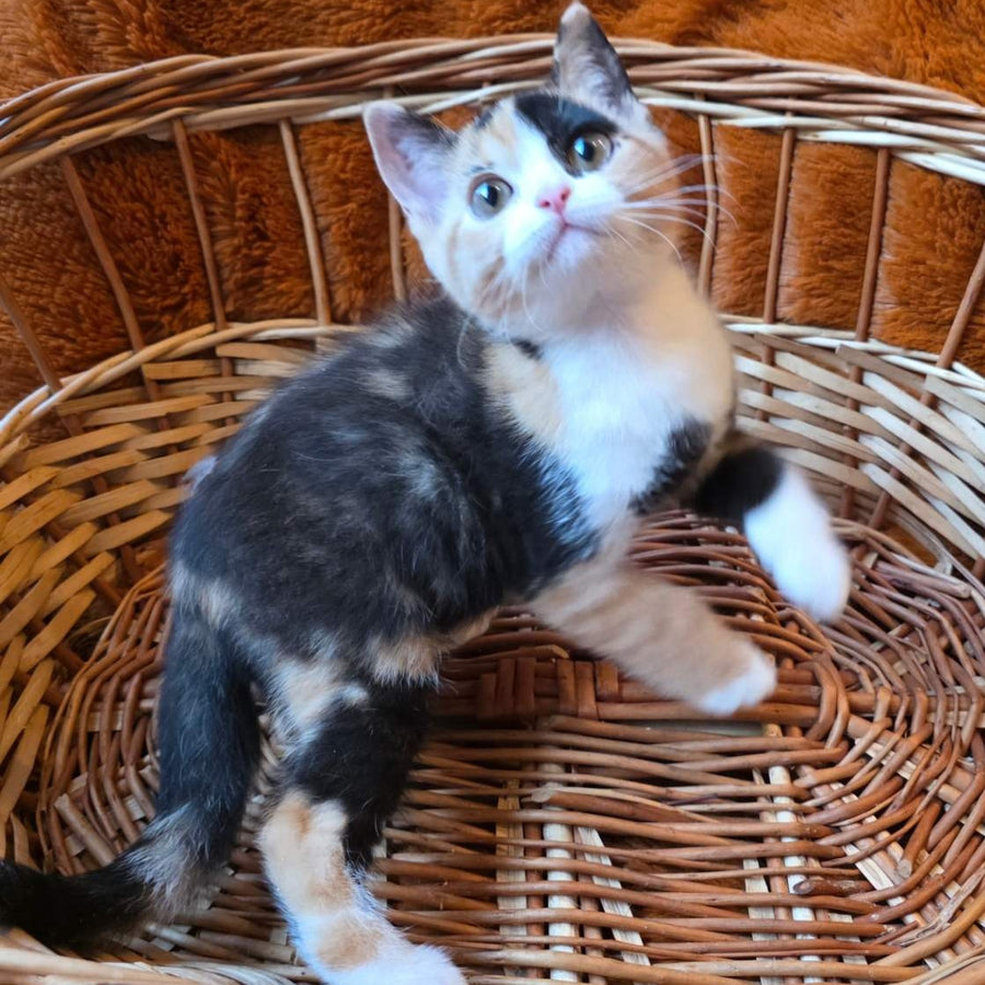 Barva British Shorthair female, black tortie bicolour