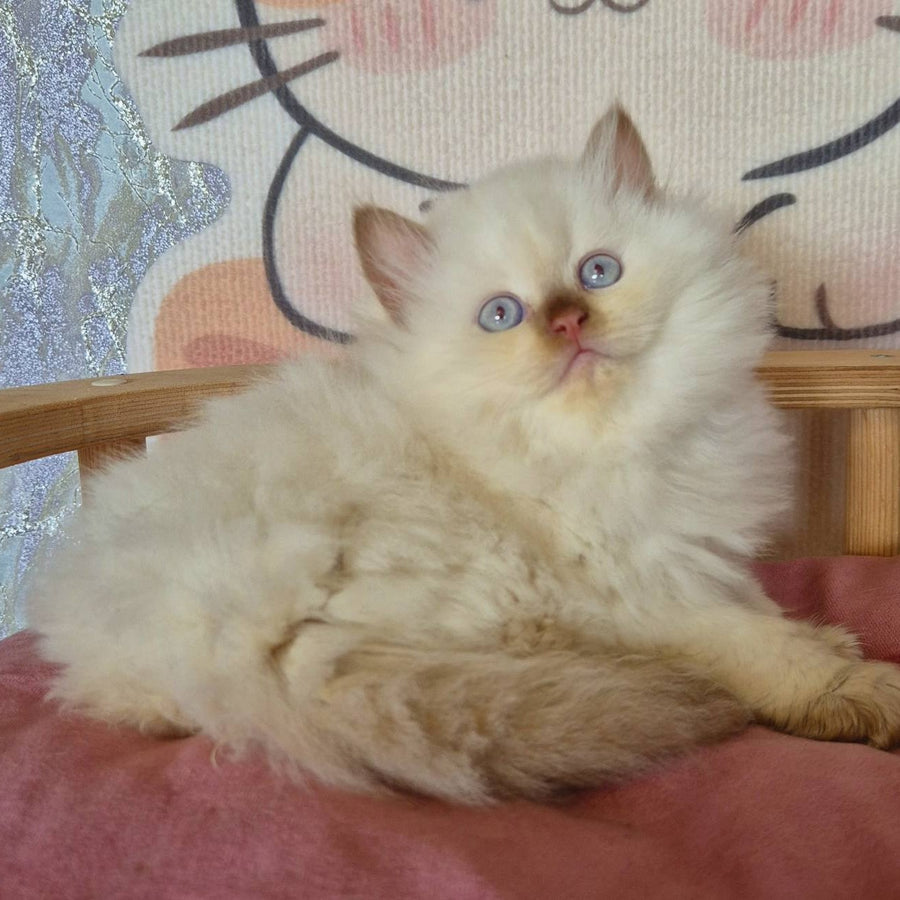 Damir British Longhair male, chocolate golden shaded pointed