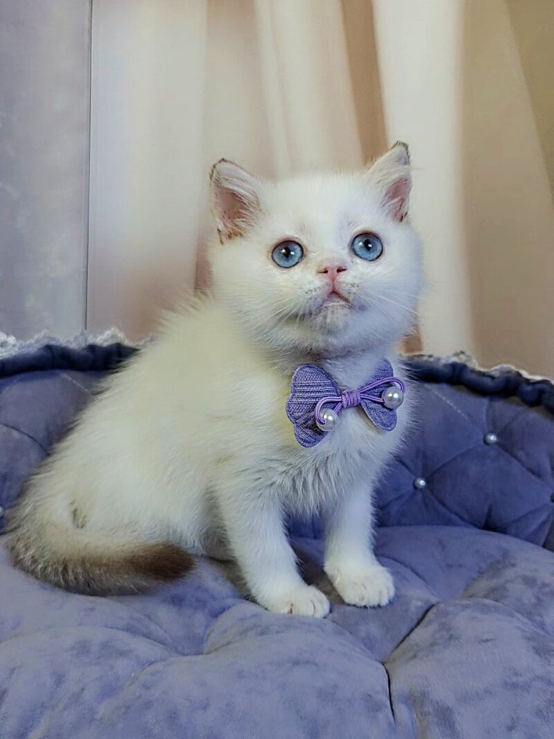 Kevin British Shorthair male cinnamon golden chinchilla pointed - live animals