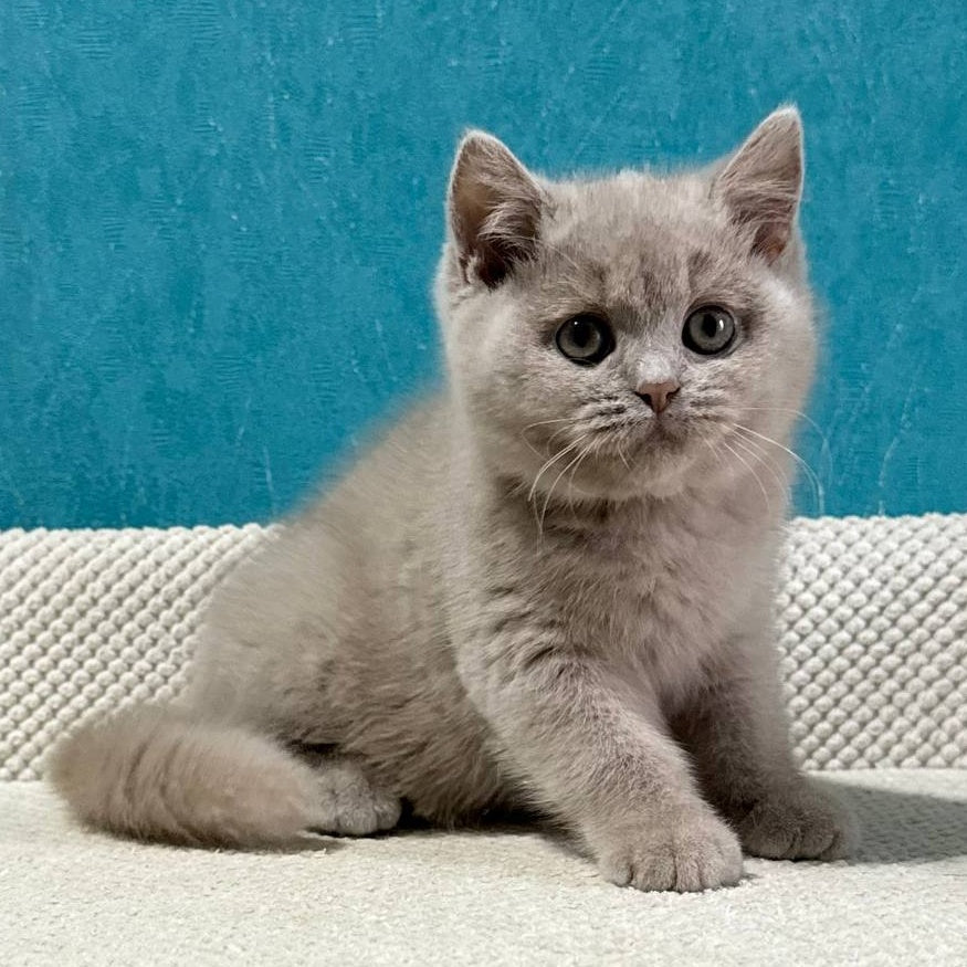 Bonya British Shorthair female, fawn
