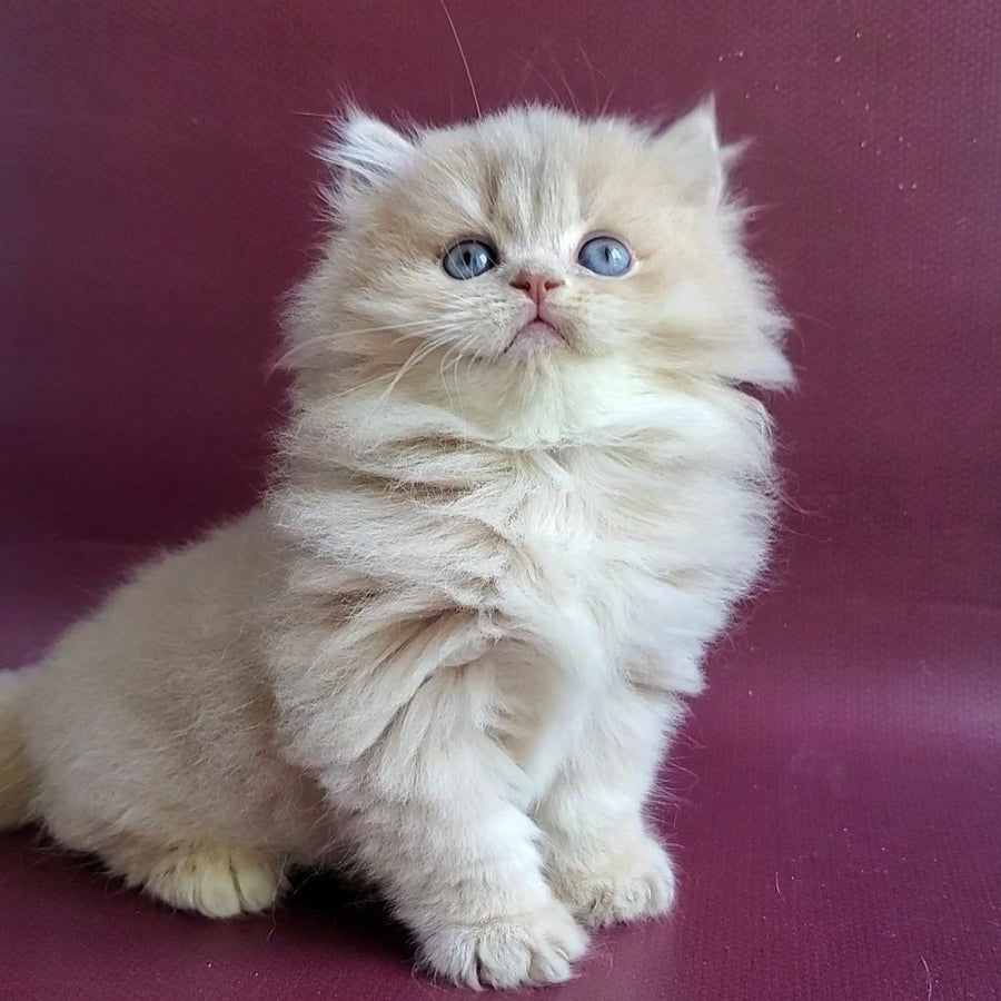 Archi British Longhair male, lilac golden shaded
