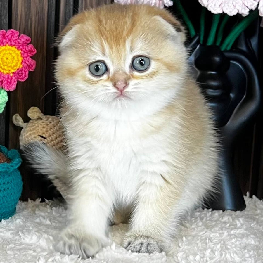 Mirabel Scottish Fold female, black golden chinchilla