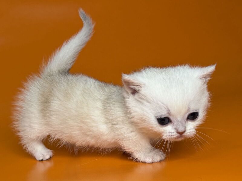 Zynar Munchkin male black silver shaded - live animals