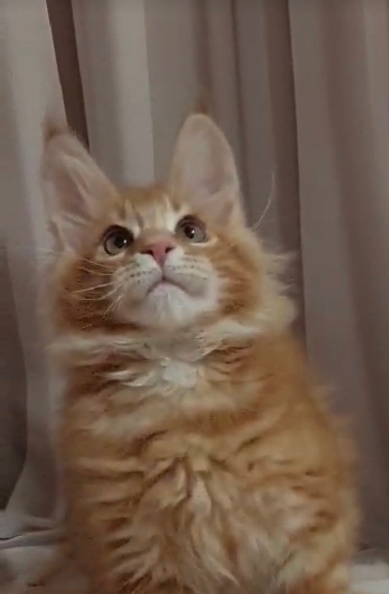 Gellik Maine Coon male red ticked tabby - live animals