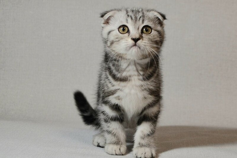 Sonya Scottish Fold female, black silver tabby