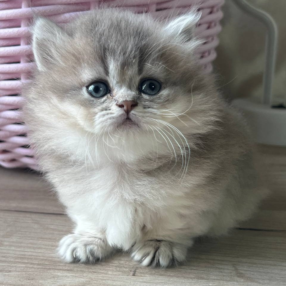 Patrisia Munchkin female, blue golden shaded