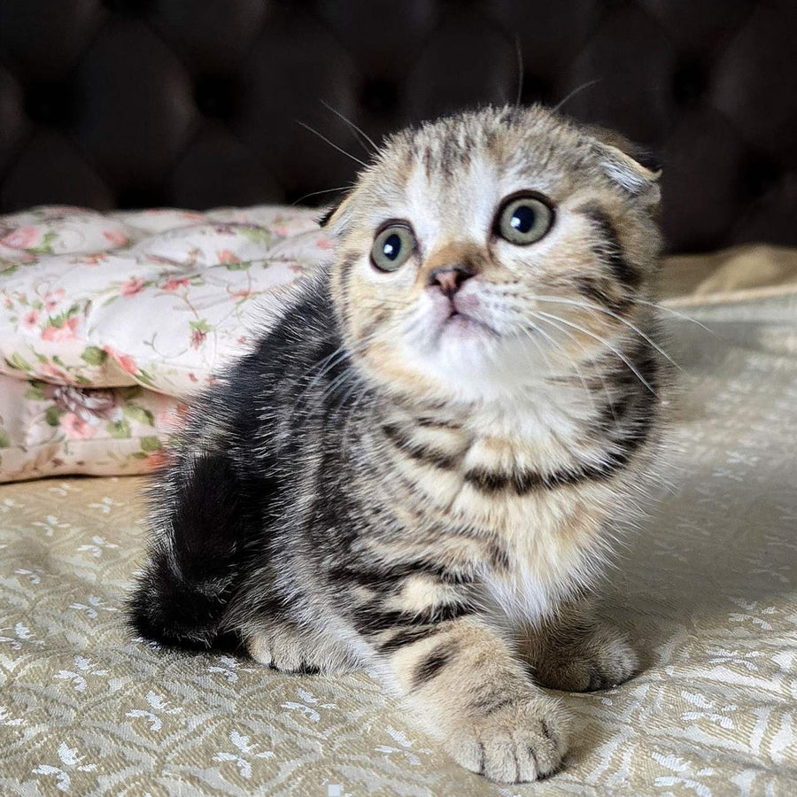 Djuliet Scottish Fold female, black tabby