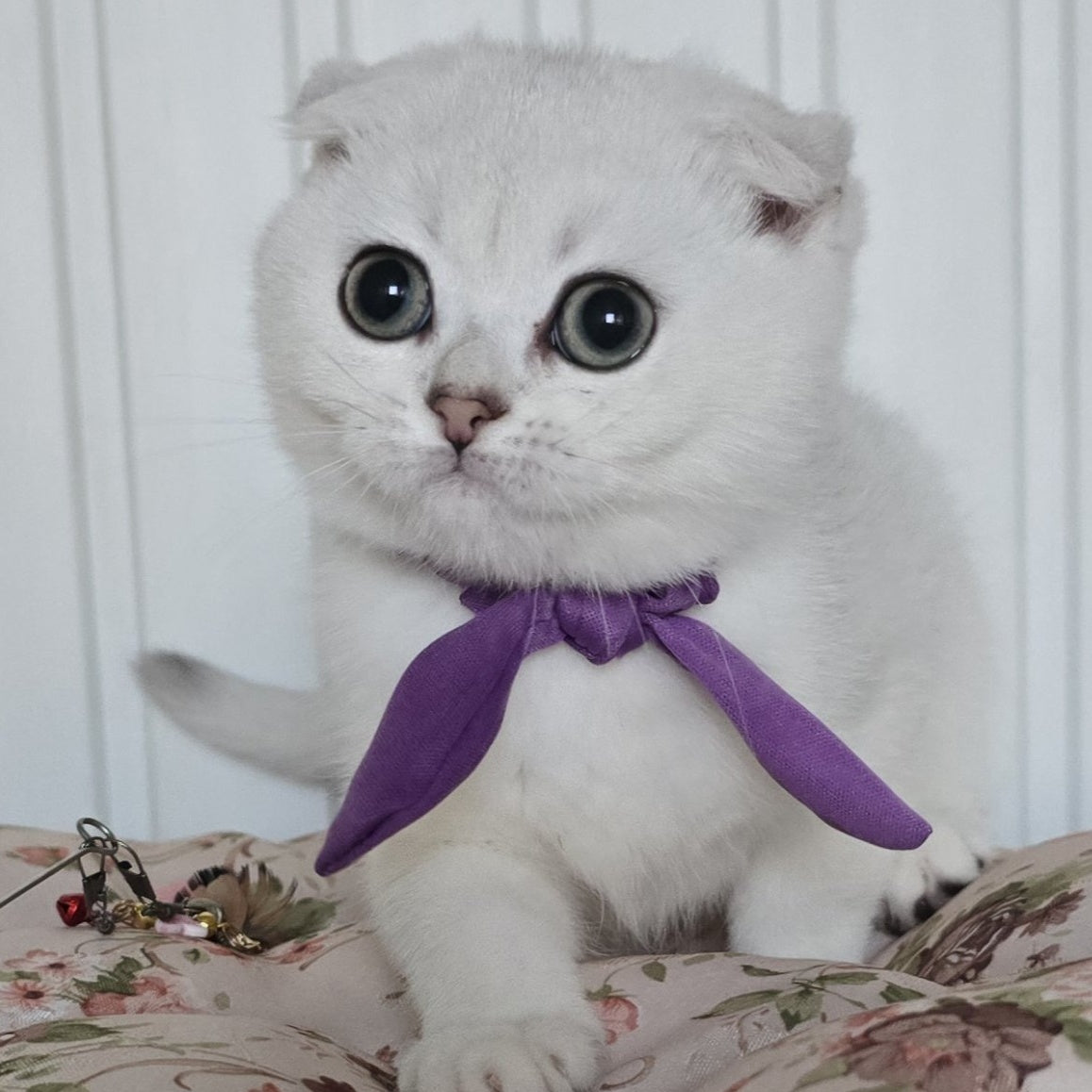 Yasya Scottish Fold female, black silver shaded