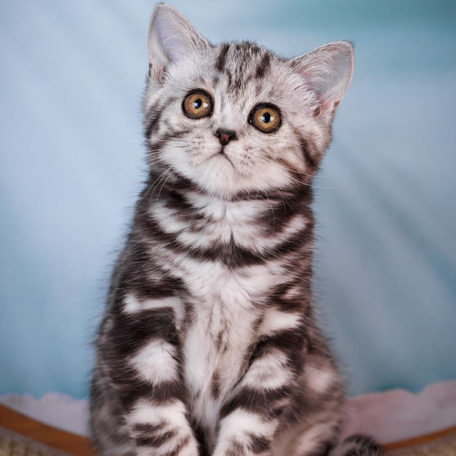 Adele Scottish Fold female, black silver tabby