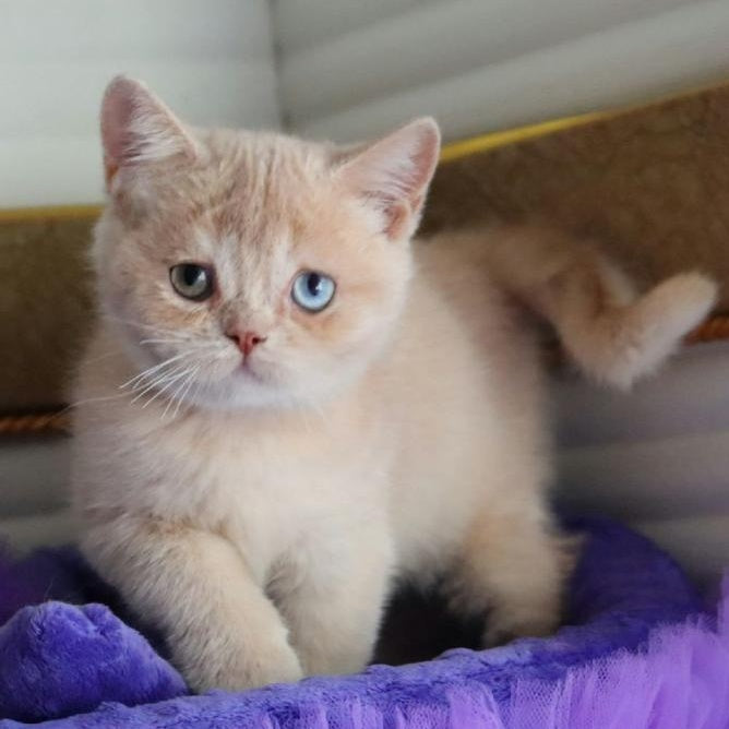 Vincento British Shorthair male, cream golden shaded