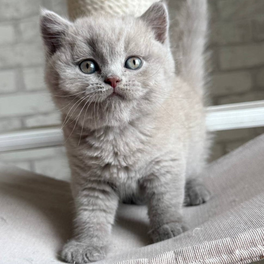 Bastian British Shorthair male, lilac