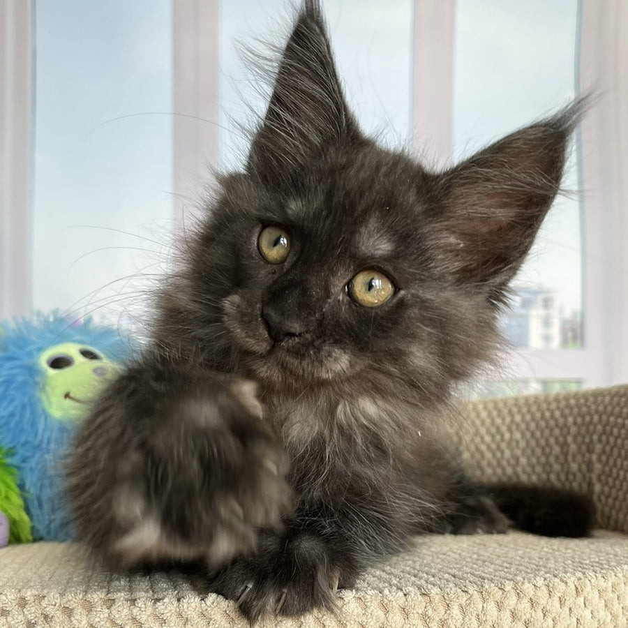 Ronald Maine Coon male, black silver