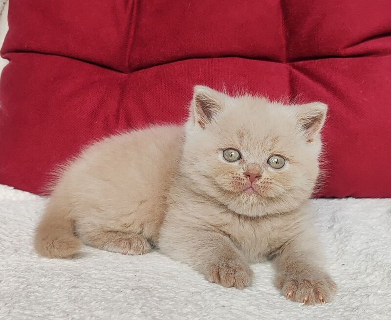 Utred British Shorthair male fawn - live animals
