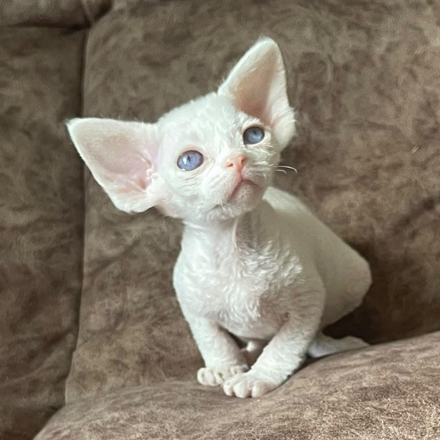 Vasilek Devon Rex male, white