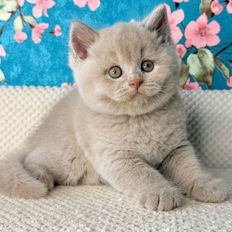 Gabby British Shorthair male, fawn