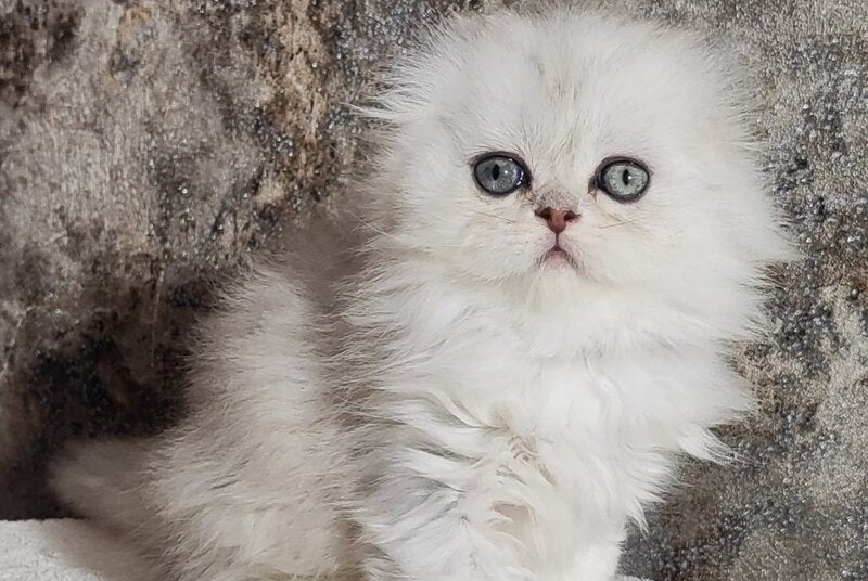 Spencer Scottish Fold male blue silver shaded - live animals