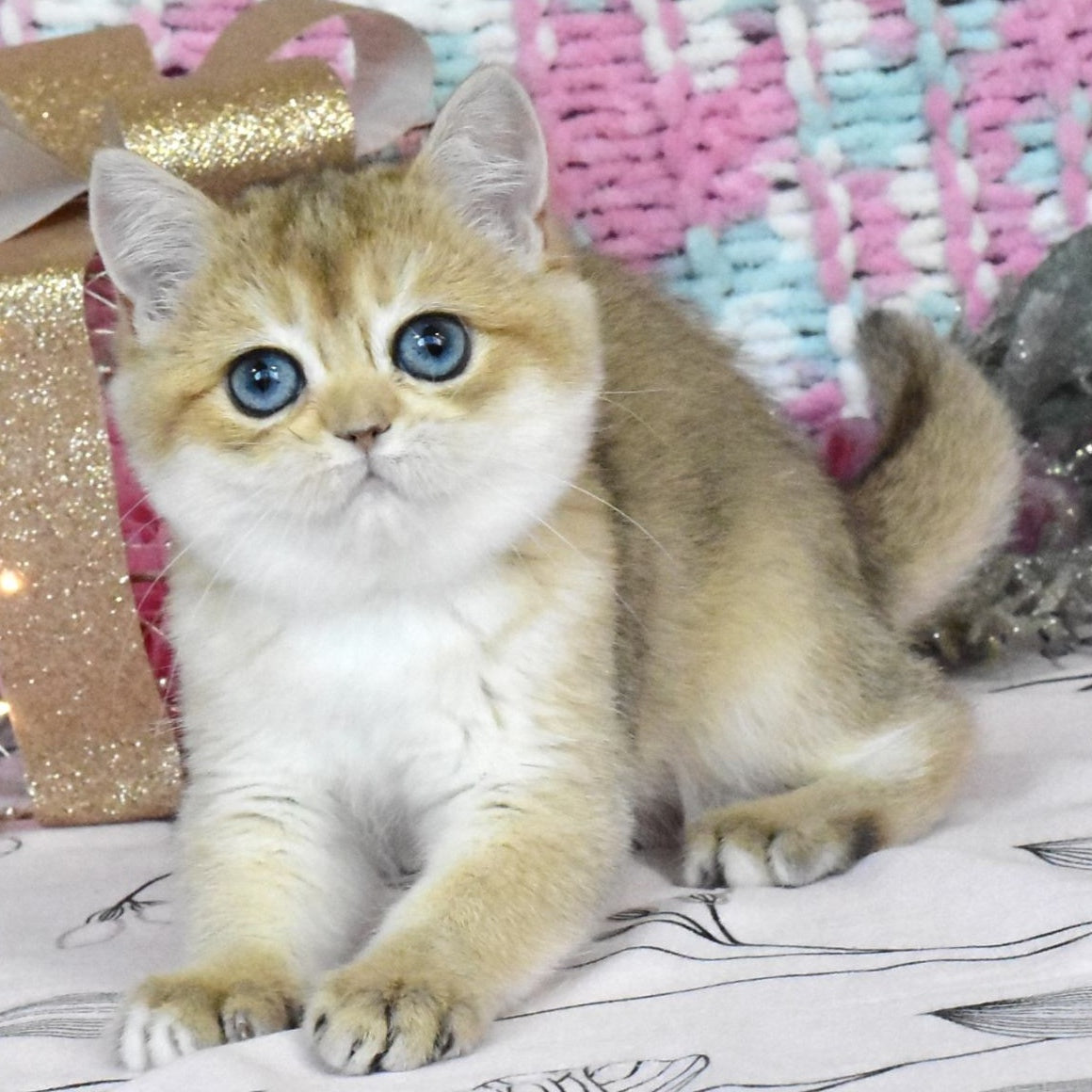 Harisma British Shorthair female, black golden shaded