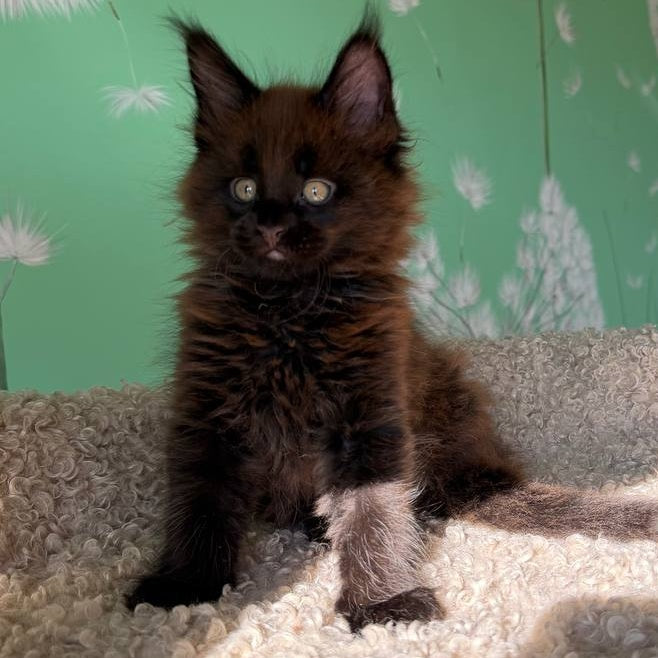 Arehie Maine Coon male, black with white
