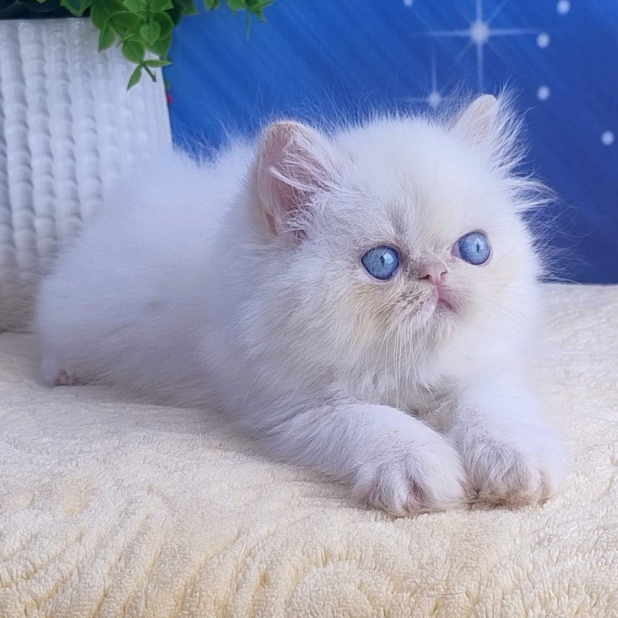 Seila Persian female, cream pointed