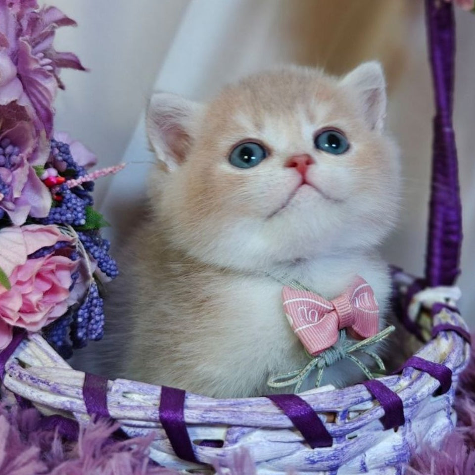 Yumi British Shorthair male, lilac golden shaded