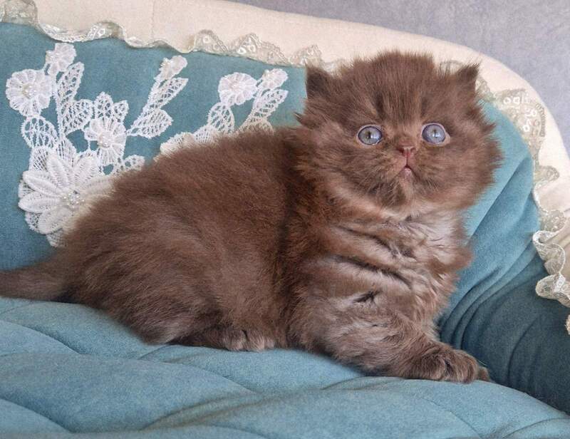 Baron British Longhair male chocolate - live animals