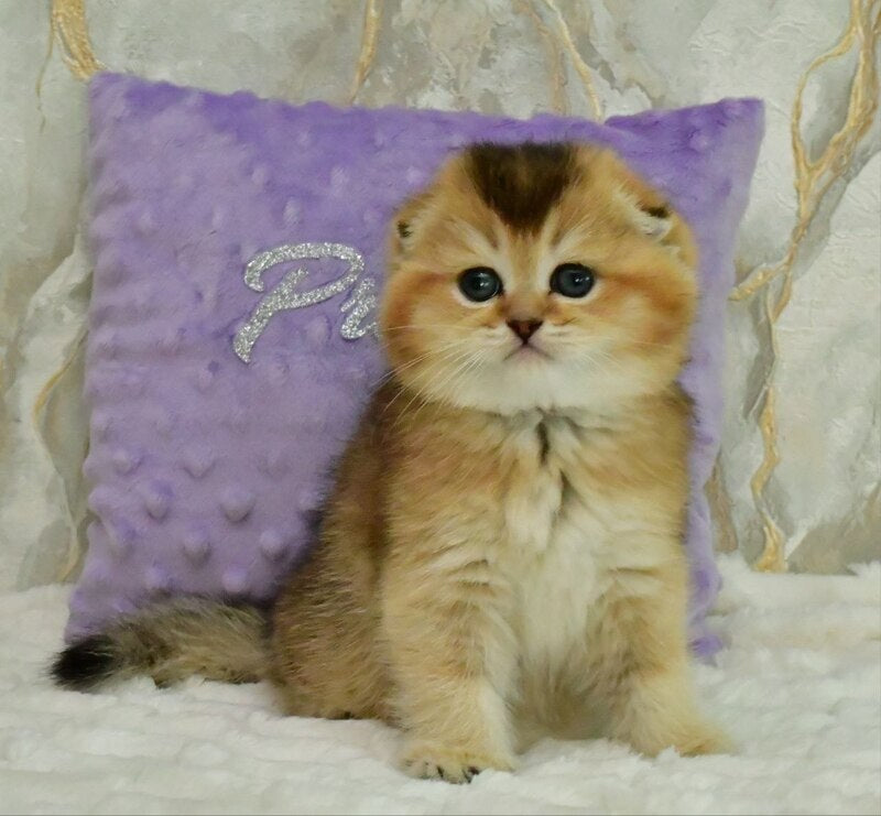 Joseph Scottish Fold male, black golden ticked tabby