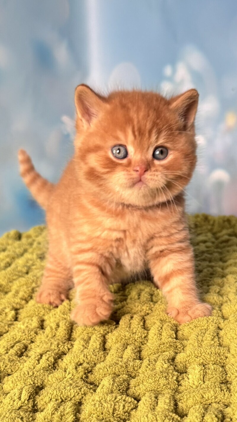 George British Shorthair male red - live animals