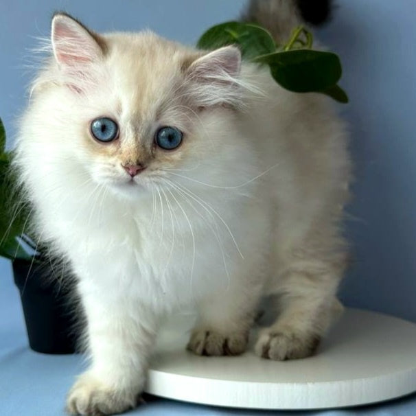 Galaxy Scottish Fold male, black silver tabby pointed