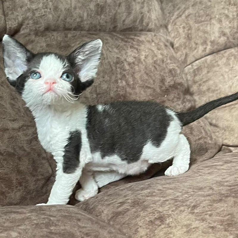 Vlada Devon Rex female, black bicolour