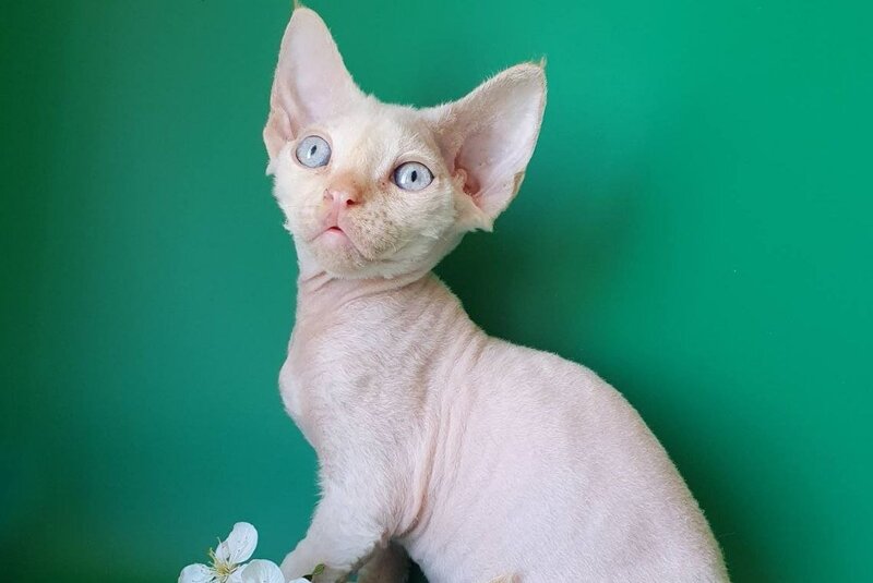 Mike Devon Rex male, cream pointed