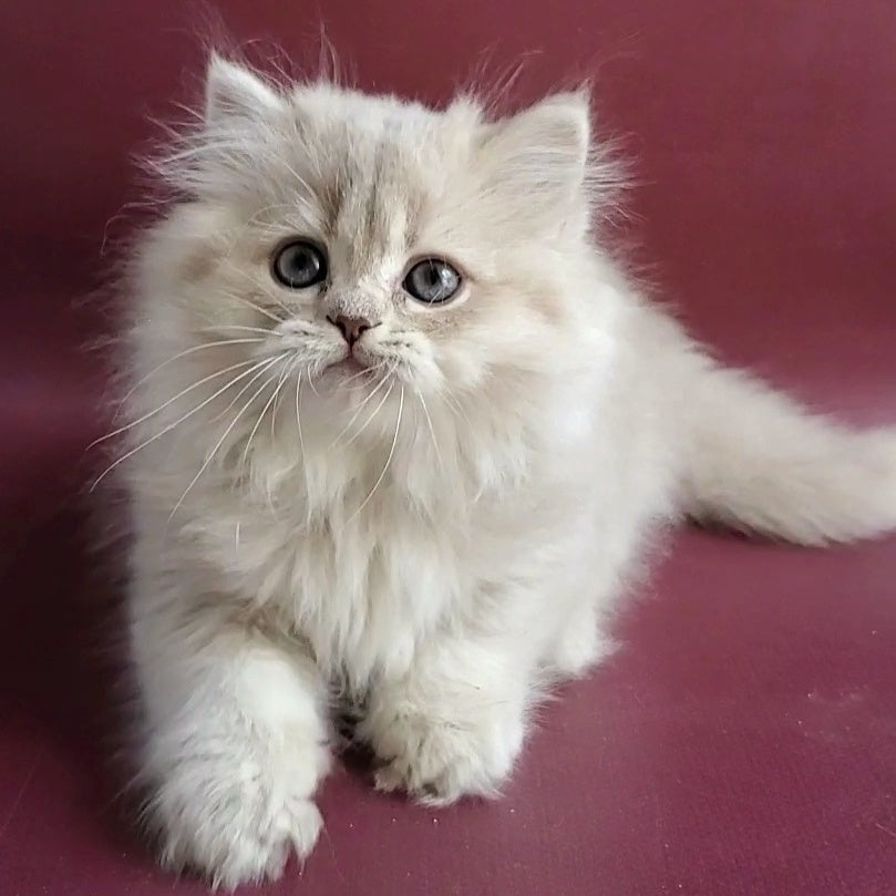 Zabava British Longhair female, blue golden shaded