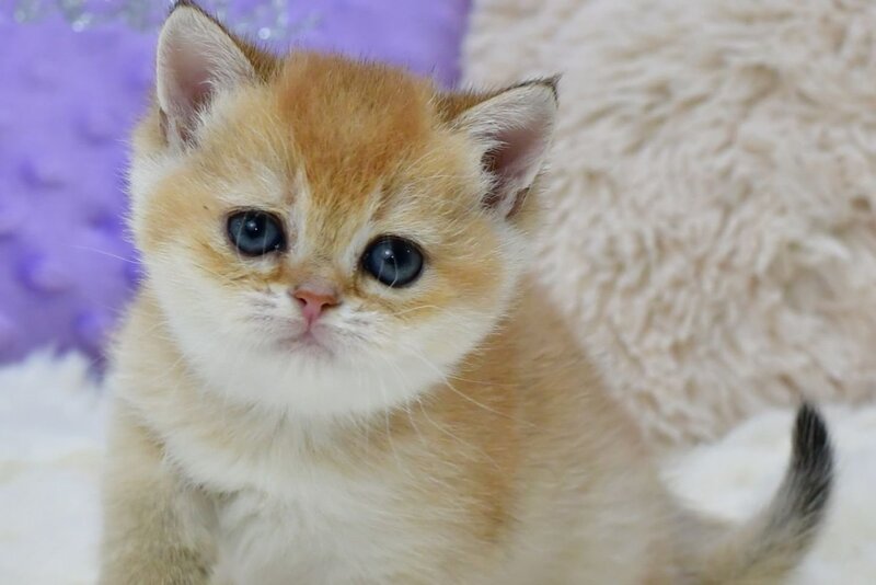 Elli British Shorthair female, black golden chinchilla