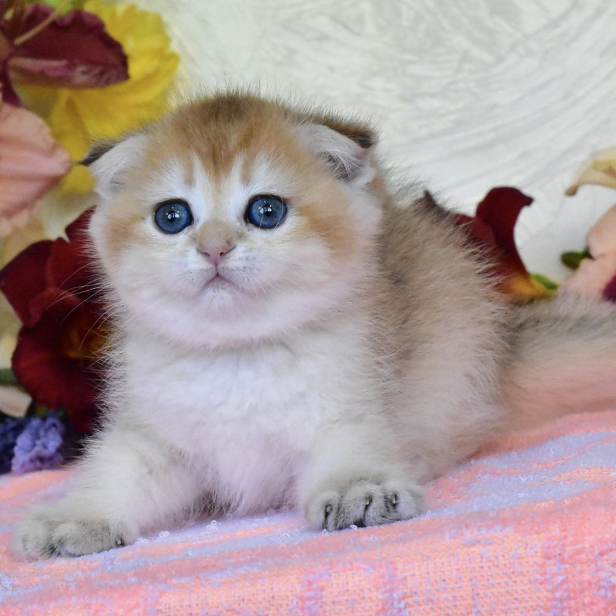 Ecler Scottish Fold male, black golden shaded